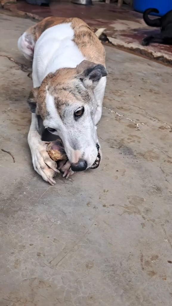 Princesa, cachorro de porte médio para adoção em Serra - ES