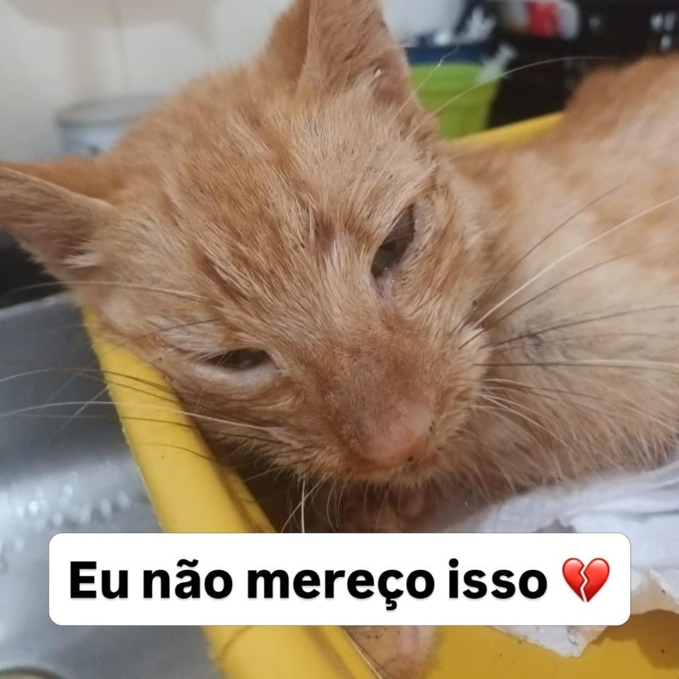 Pietro, gato de porte pequeno para adoção em Rio de Janeiro - RJ