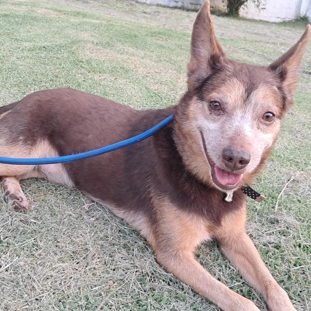 Alpino, cachorro de porte pequeno para adoção em São Paulo - SP