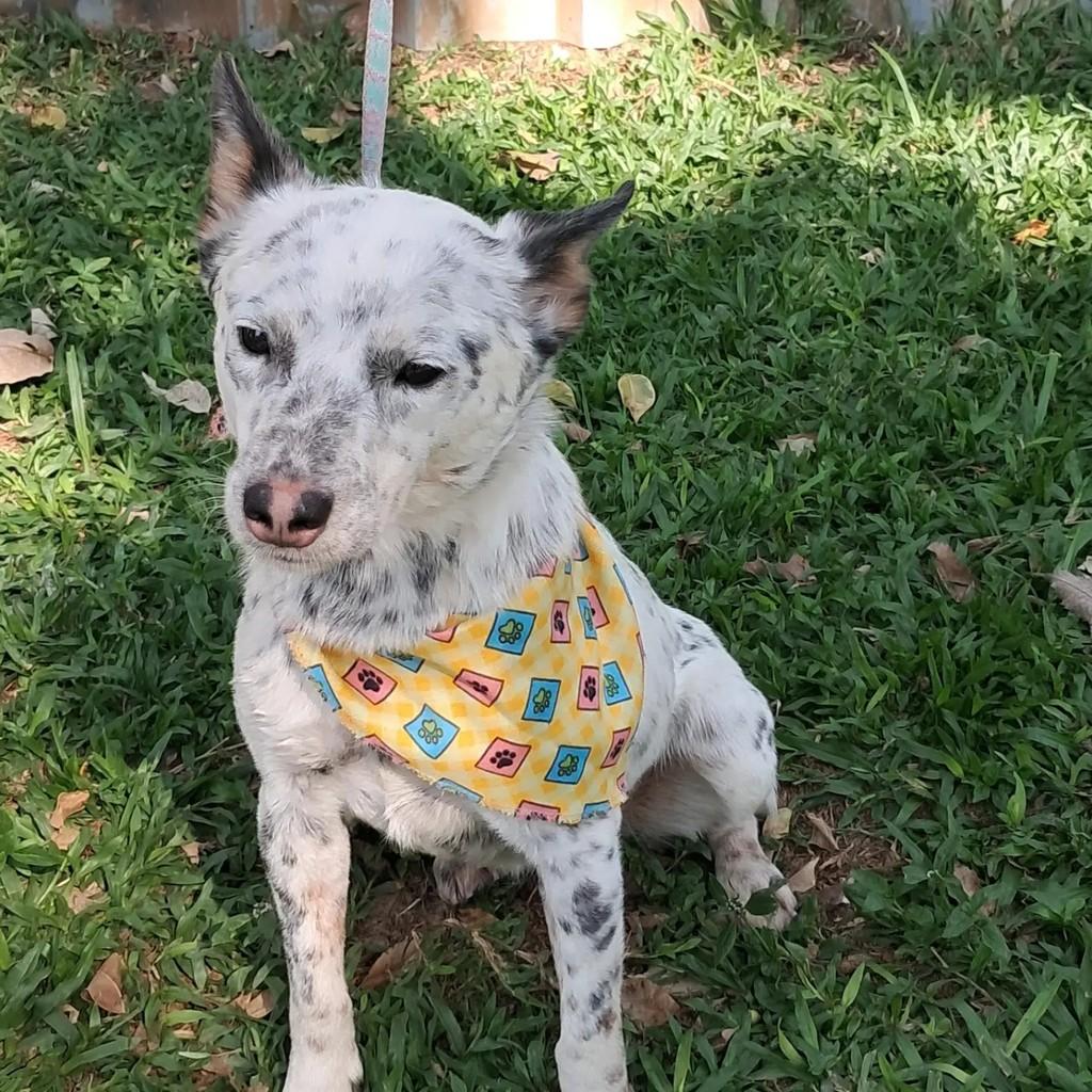 Cindy, cadela de porte pequeno para adoção em São Paulo - SP