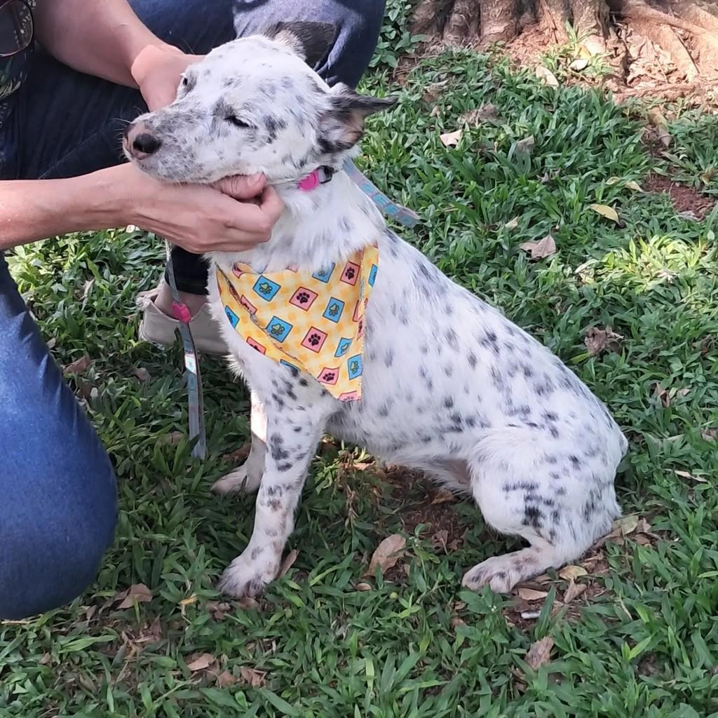 Cindy, cadela de porte pequeno para adoção em São Paulo - SP — foto 2 de 5