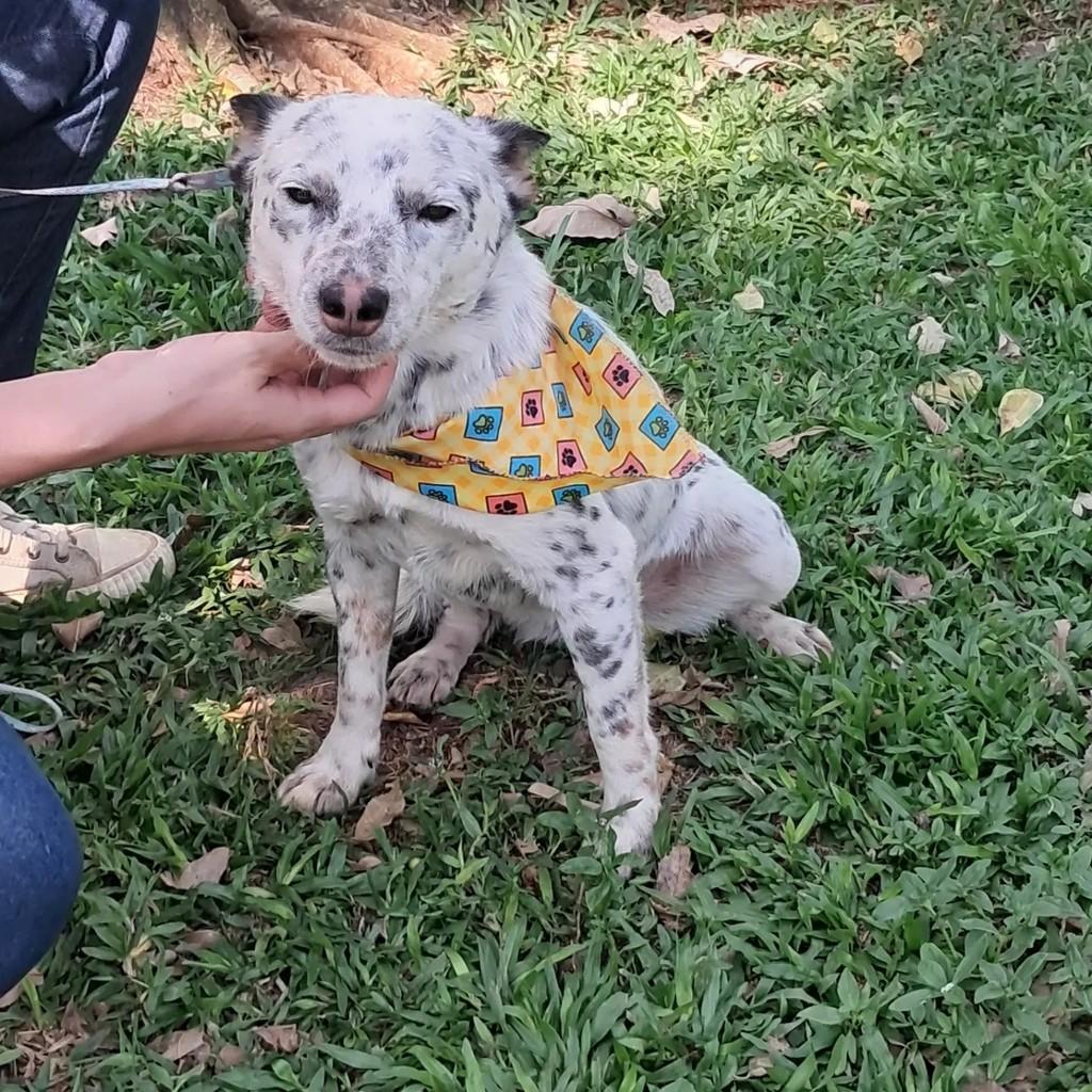 Cindy, cadela de porte pequeno para adoção em São Paulo - SP — foto 3 de 5