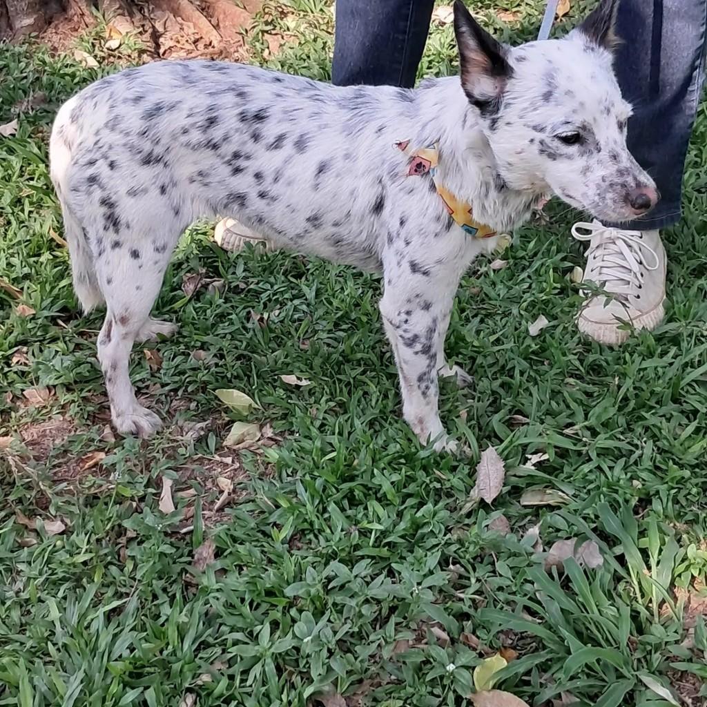 Cindy, cadela de porte pequeno para adoção em São Paulo - SP — foto 4 de 5