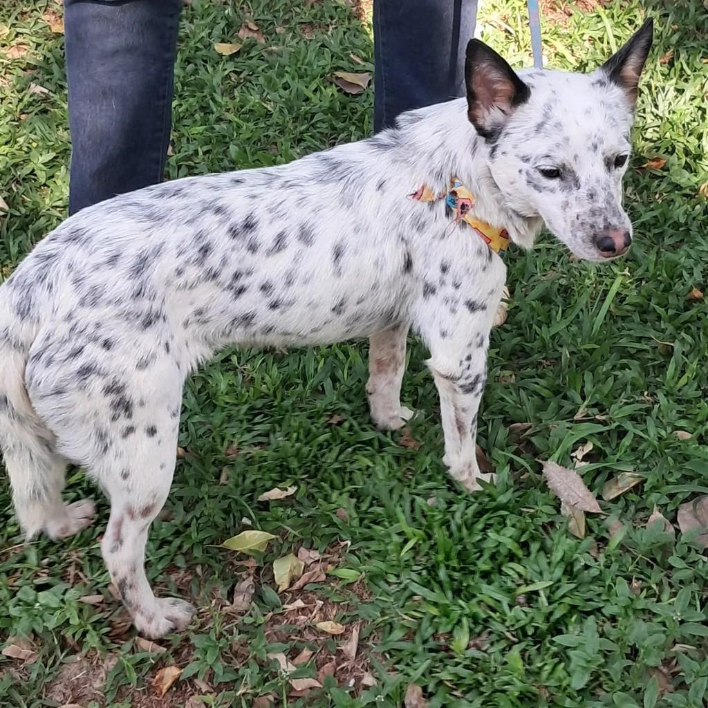 Cindy, cadela de porte pequeno para adoção em São Paulo - SP — foto 5 de 5