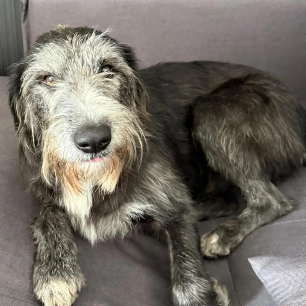 Tônico, cachorro de porte médio para adoção em São Paulo - SP