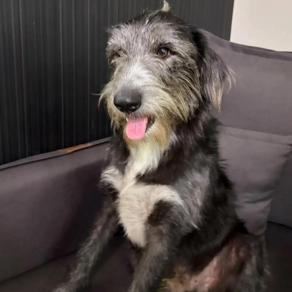 Tônico, cachorro de porte médio para adoção em São Paulo - SP — foto 2 de 3