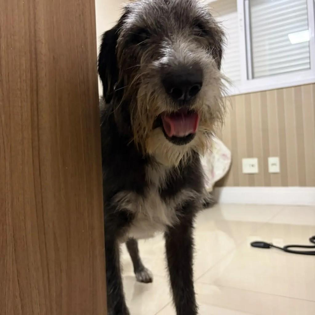 Tônico, cachorro de porte médio para adoção em São Paulo - SP — foto 3 de 3