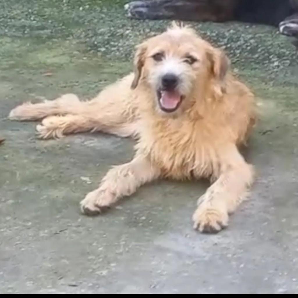 Loirinha, cadela de porte médio para adoção em São Paulo - SP