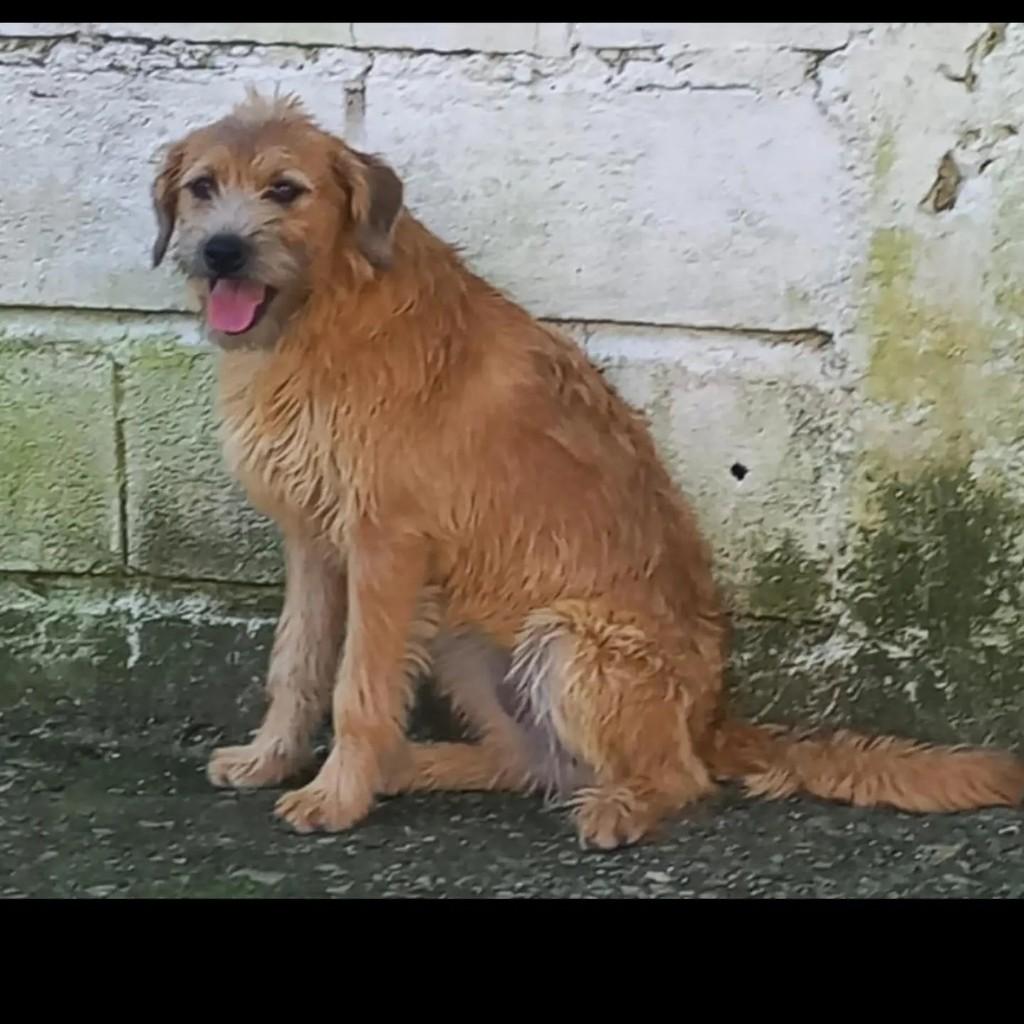 Loirinha, cadela de porte médio para adoção em São Paulo - SP — foto 2 de 2