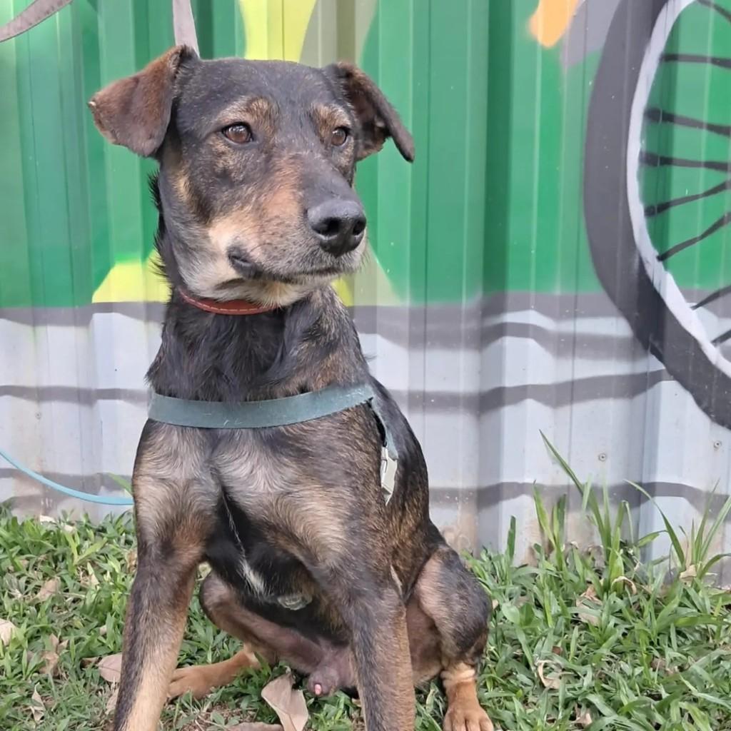 Lion, cachorro de porte médio para adoção em São Paulo - SP — foto 2 de 5