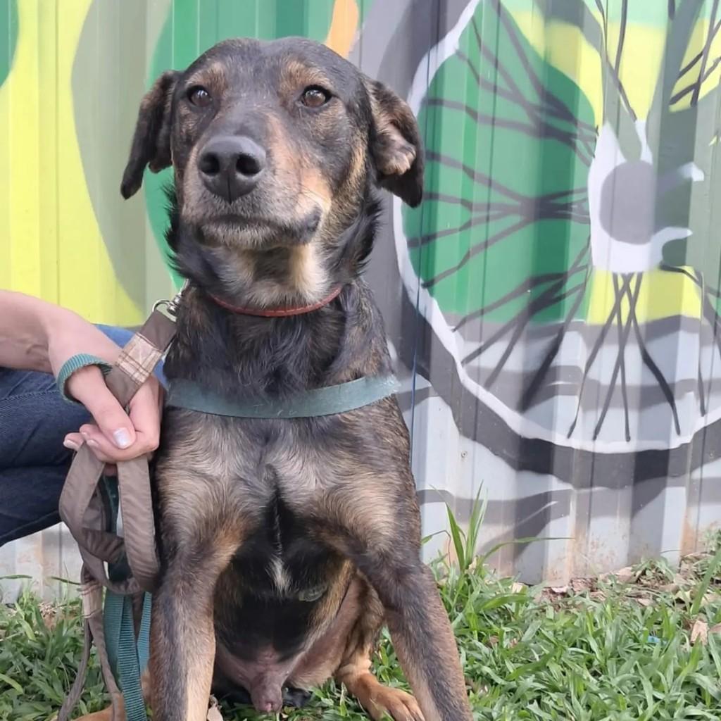 Lion, cachorro de porte médio para adoção em São Paulo - SP — foto 3 de 5