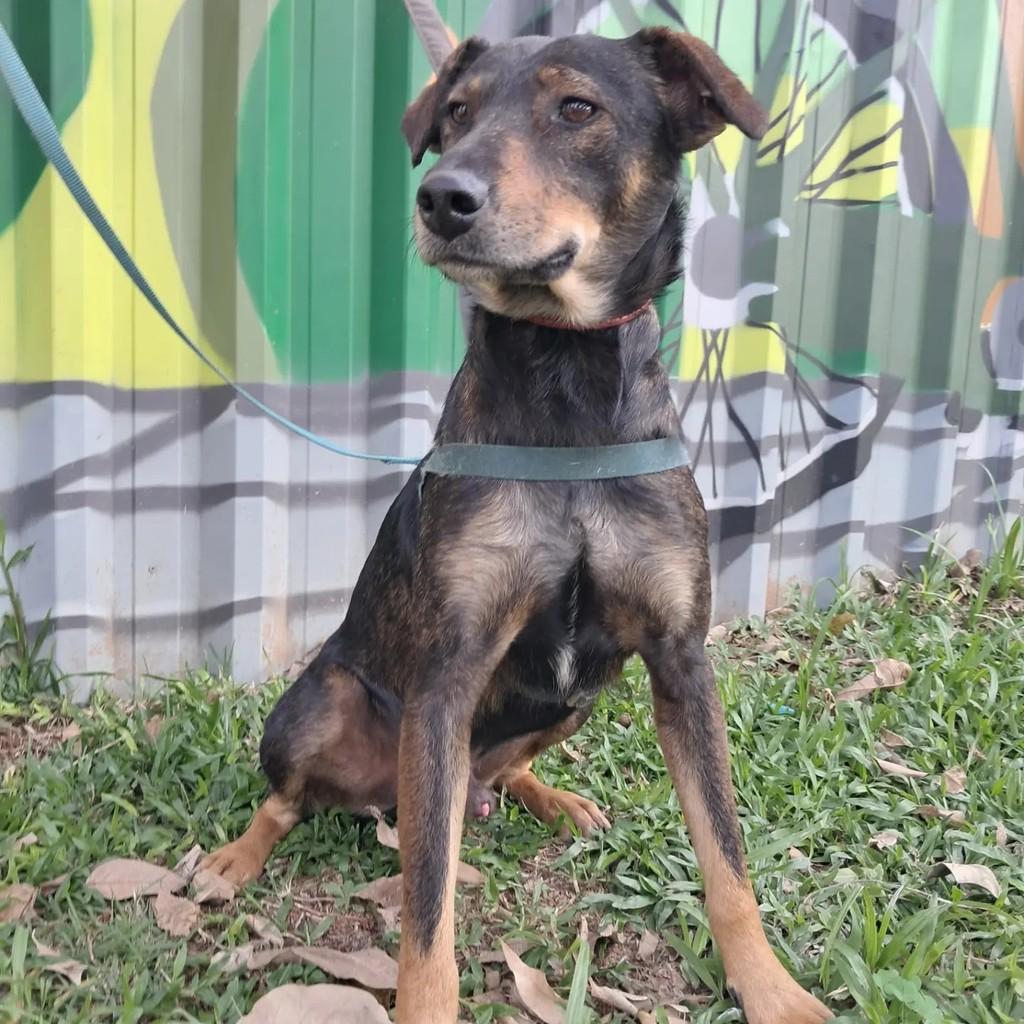 Lion, cachorro de porte médio para adoção em São Paulo - SP — foto 4 de 5
