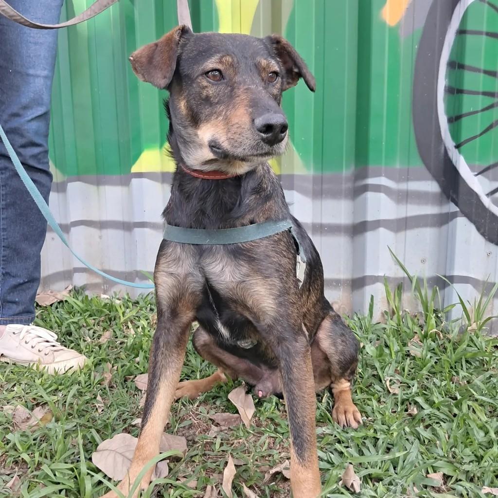Lion, cachorro de porte médio para adoção em São Paulo - SP — foto 5 de 5