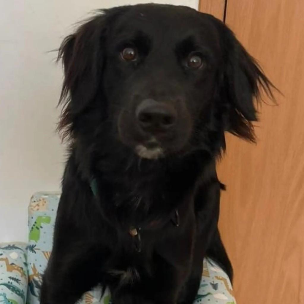 Chico, cachorro de porte médio para adoção em São Paulo - SP