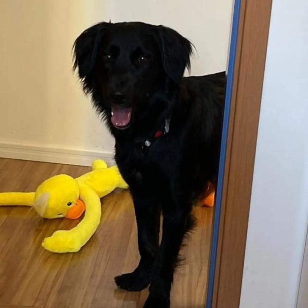 Chico, cachorro de porte médio para adoção em São Paulo - SP — foto 2 de 5