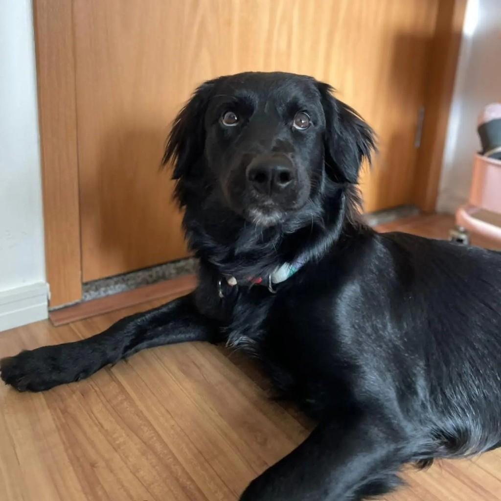 Chico, cachorro de porte médio para adoção em São Paulo - SP — foto 3 de 5