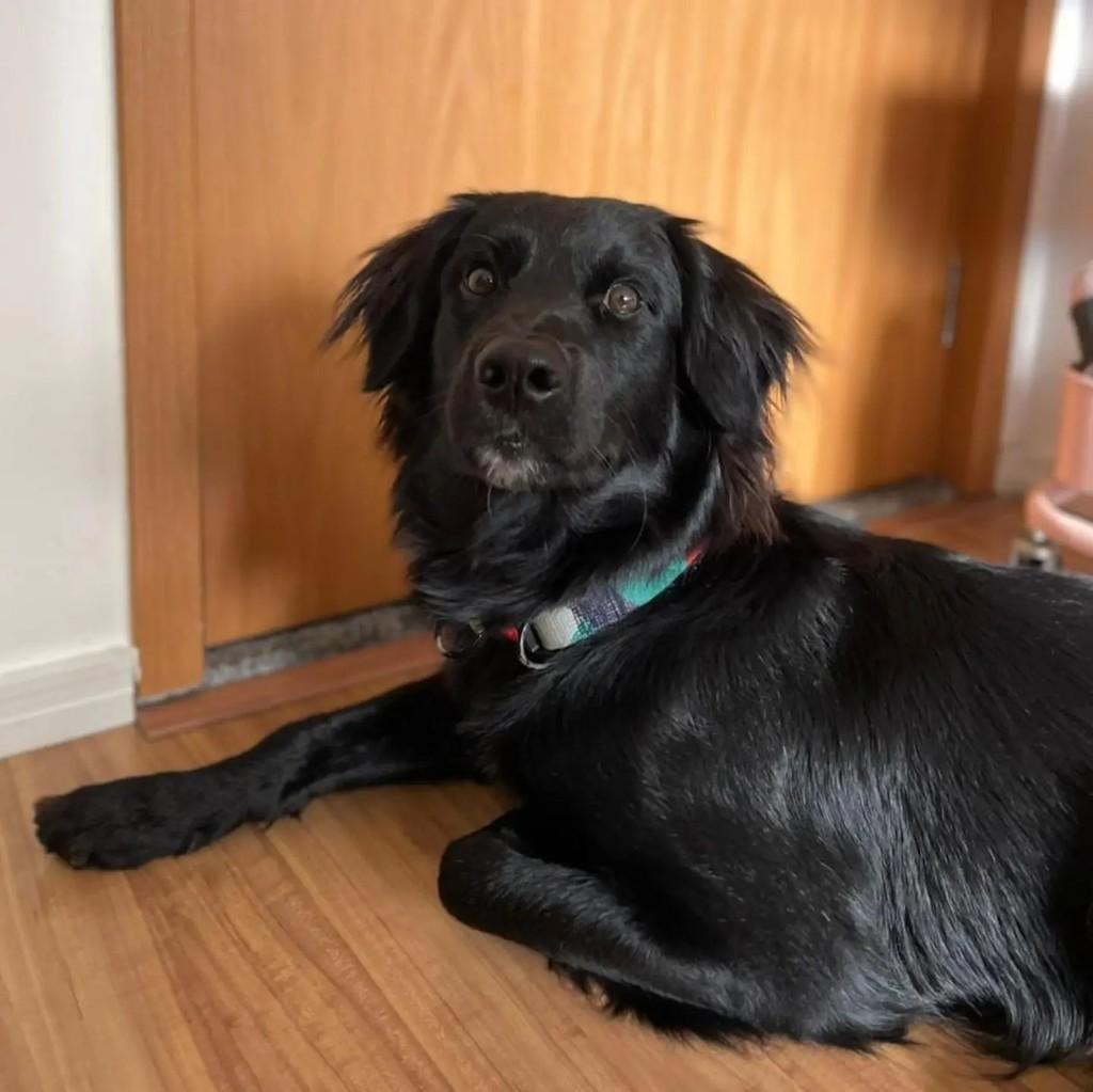 Chico, cachorro de porte médio para adoção em São Paulo - SP — foto 4 de 5