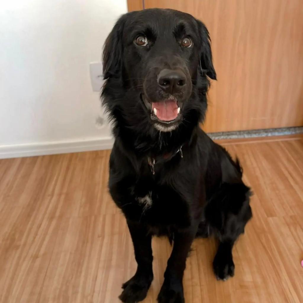 Chico, cachorro de porte médio para adoção em São Paulo - SP — foto 5 de 5