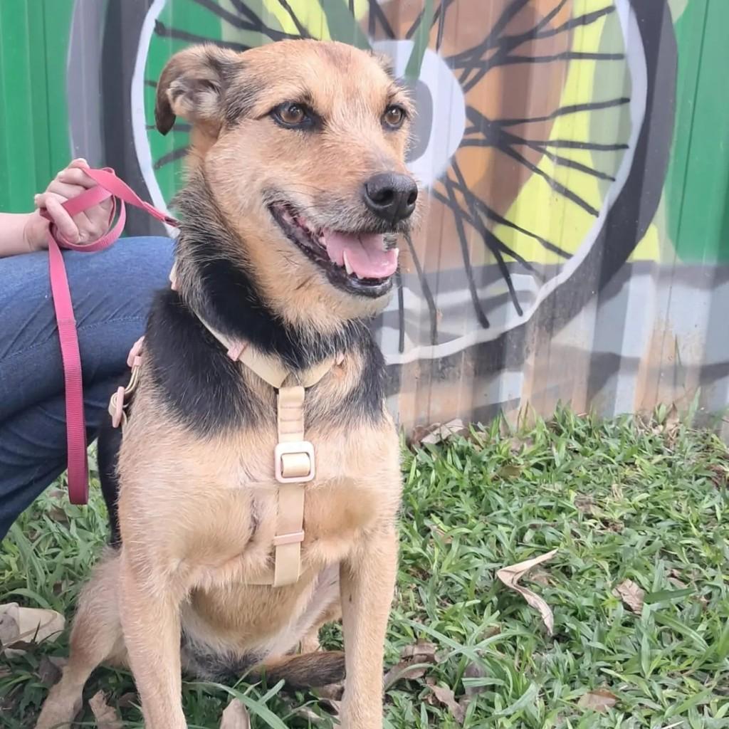 Nina, cadela de porte médio para adoção em São Paulo - SP