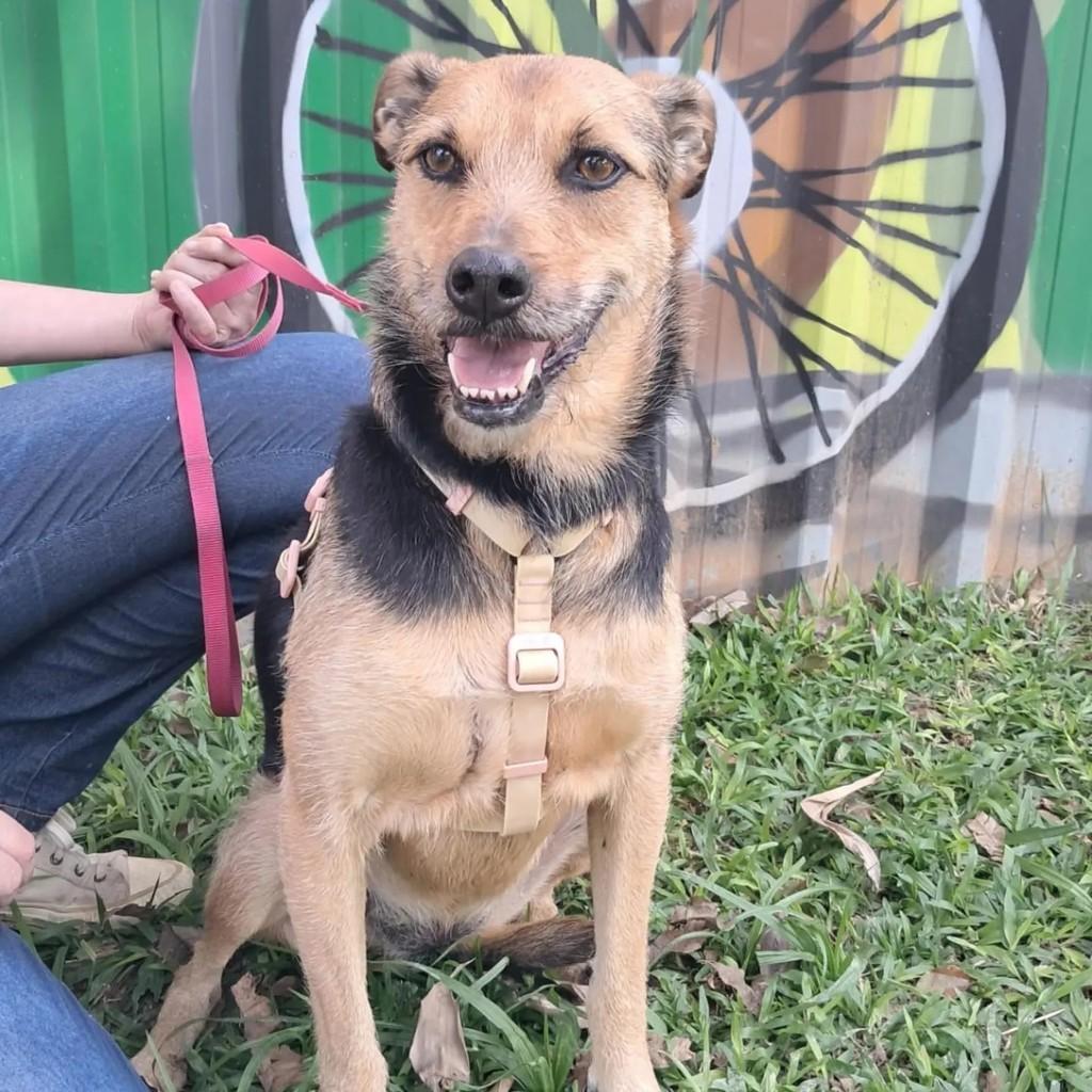 Nina, cadela de porte médio para adoção em São Paulo - SP — foto 2 de 3