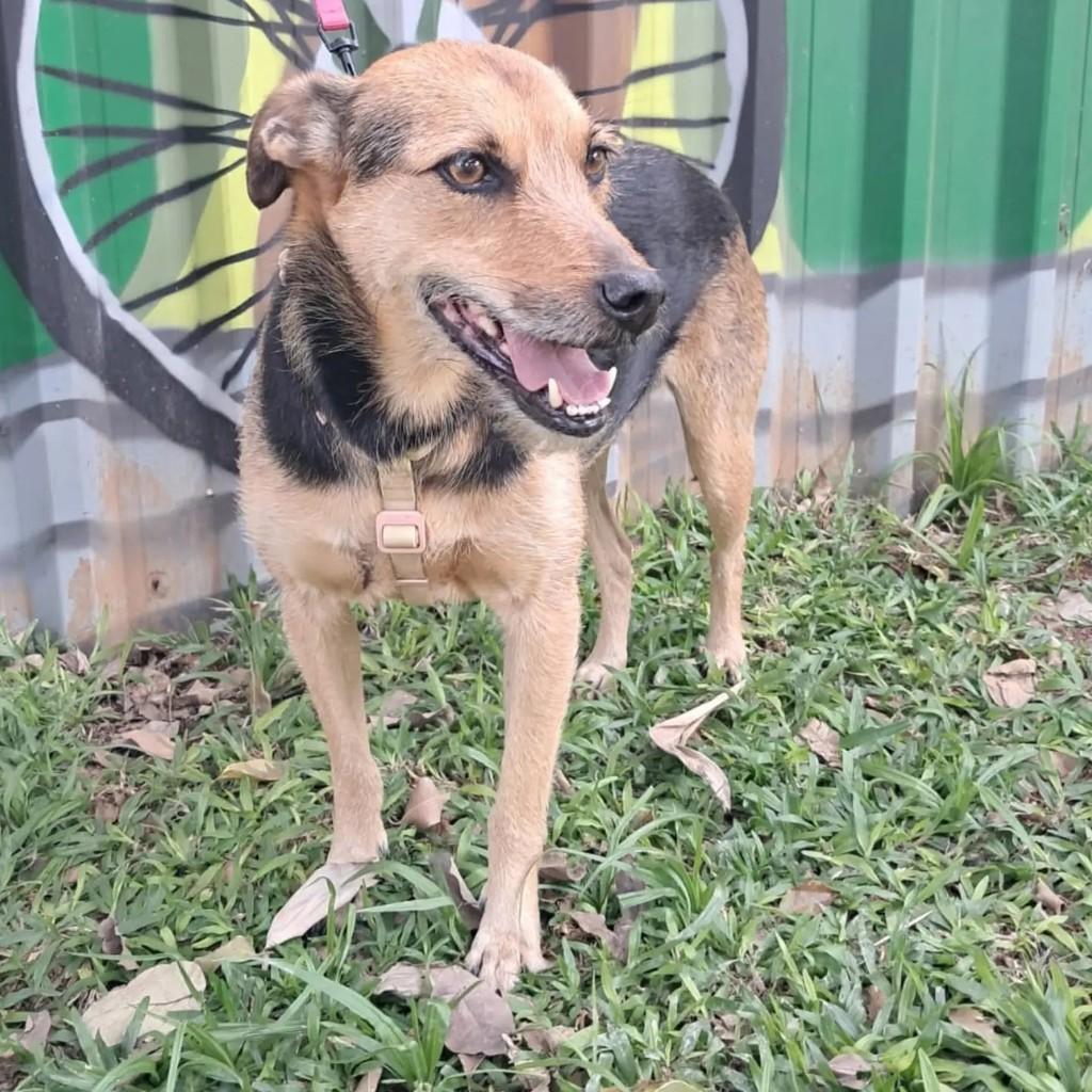 Nina, cadela de porte médio para adoção em São Paulo - SP — foto 3 de 3