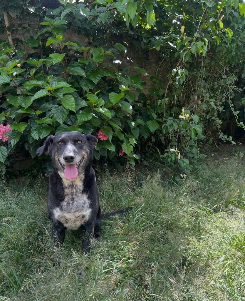 Fred, cachorro de porte médio para adoção em Curitiba - PR