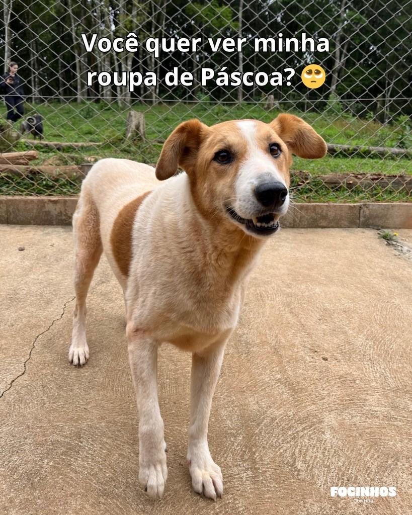 Mabel, cachorro de porte pequeno para adoção em Curitiba - PR