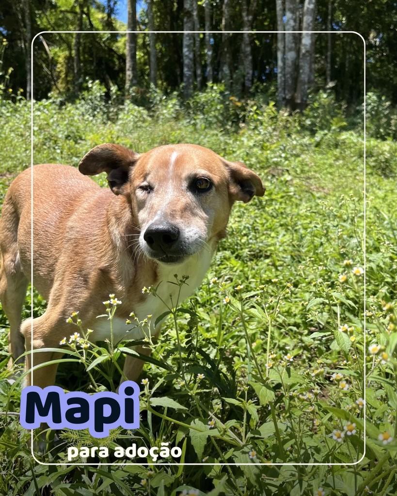 Mapi, cadela de porte médio para adoção em Curitiba - PR