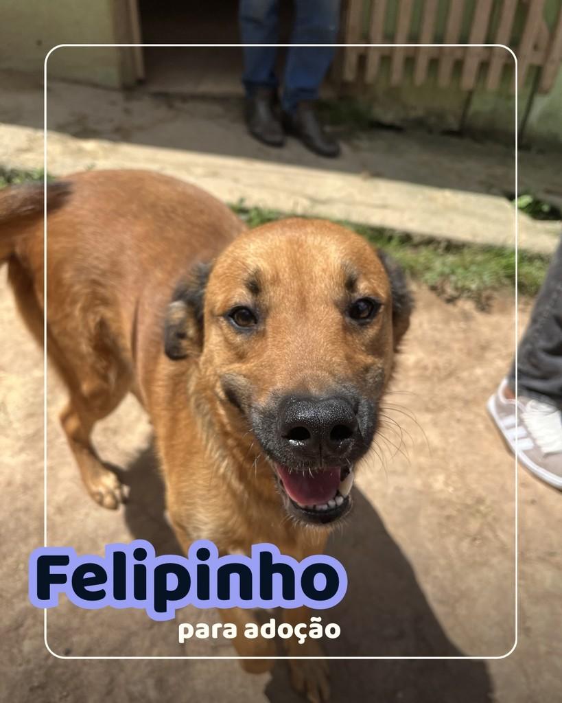 Felipinho, cachorro de porte médio para adoção em Curitiba - PR
