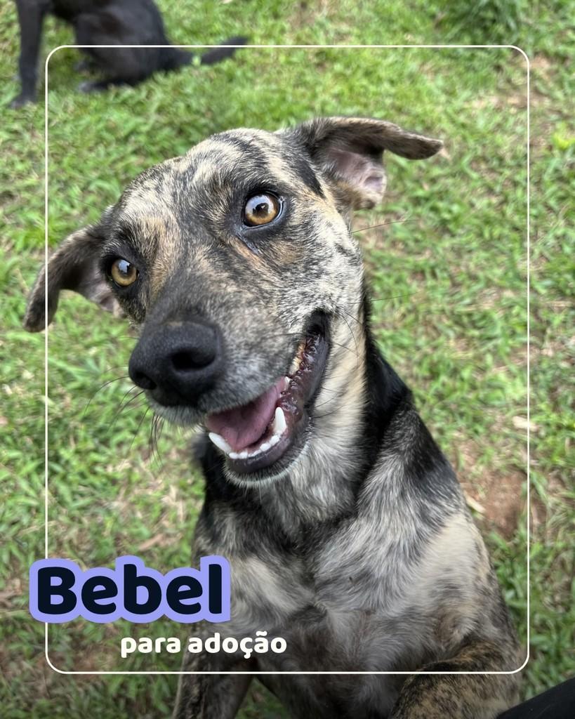 Bebel, cachorro de porte médio para adoção em Curitiba - PR