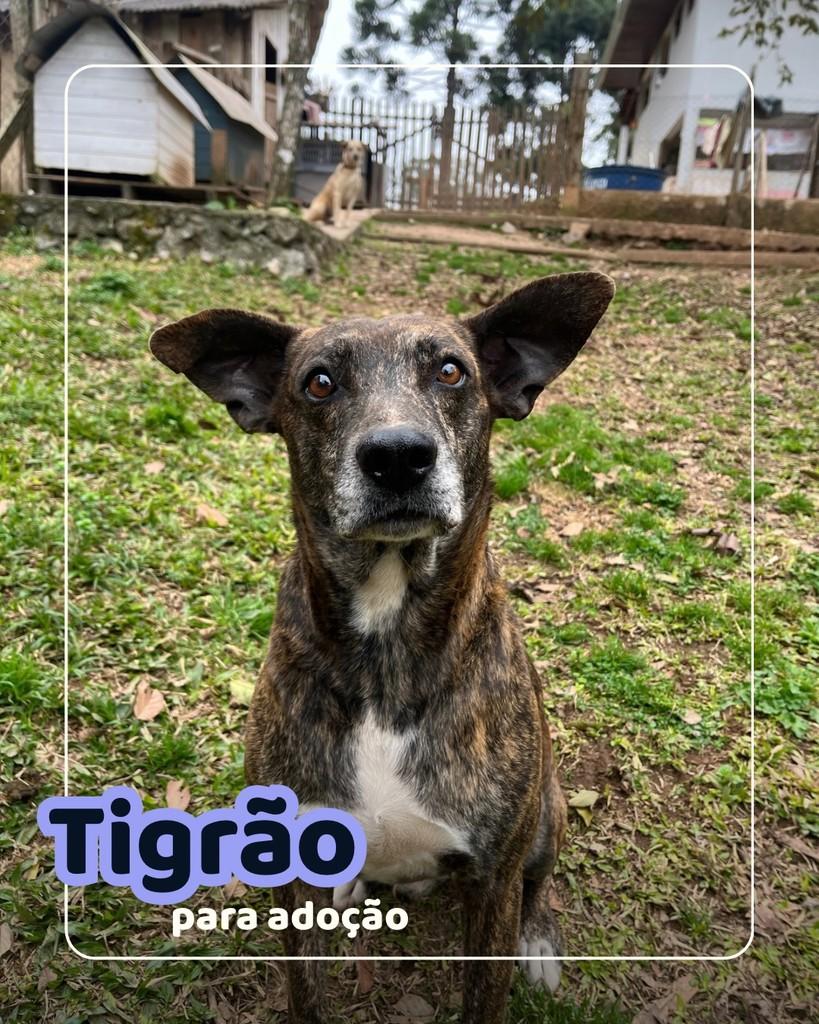 Tigrão, cachorro de porte médio para adoção em Curitiba - PR