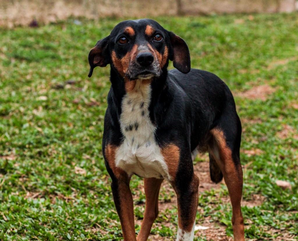Spot, cachorro de porte médio para adoção em Curitiba - PR