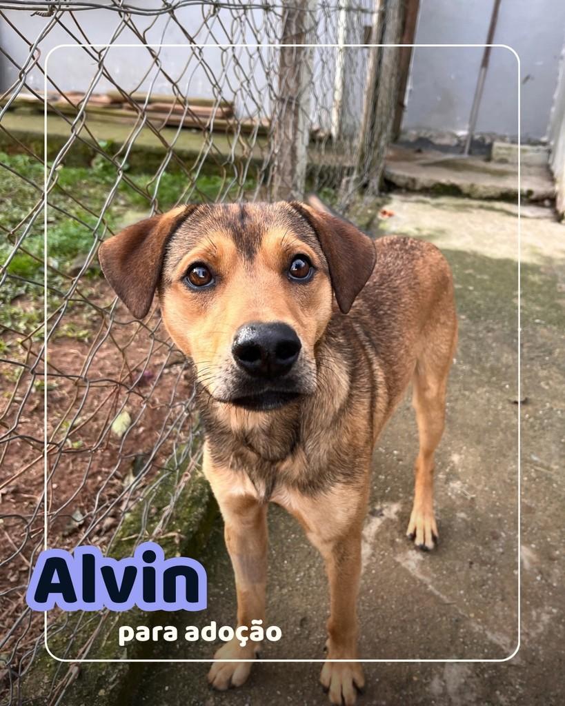 Alvin, cachorro de porte médio para adoção em Curitiba - PR