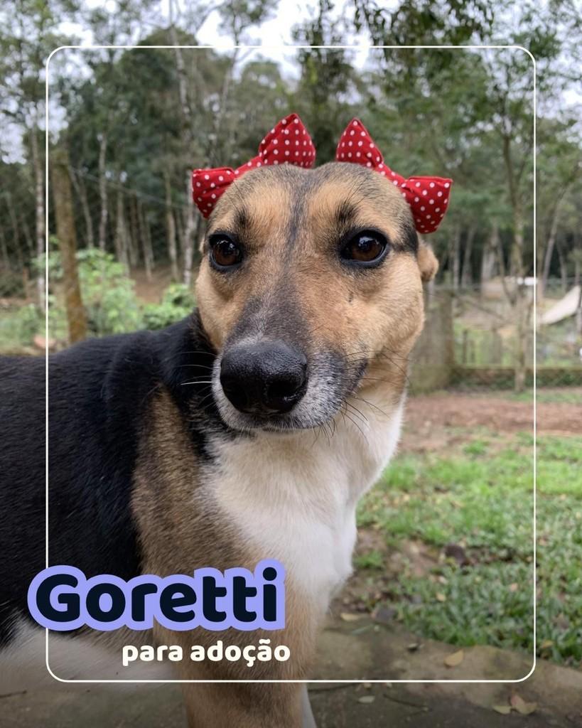 Gorettinha, cachorro de porte médio para adoção em Curitiba - PR