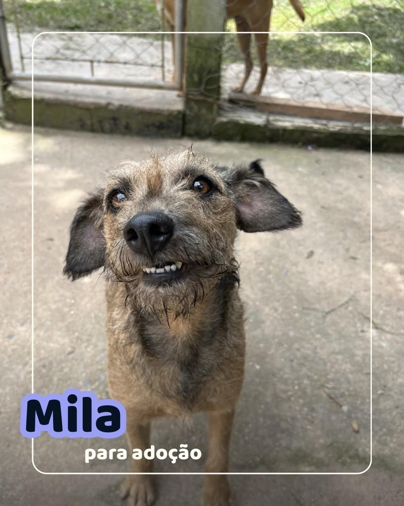 Mila, cadela de porte pequeno para adoção em Curitiba - PR