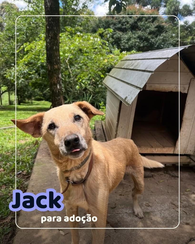 Jack, cachorro de porte médio para adoção em Curitiba - PR