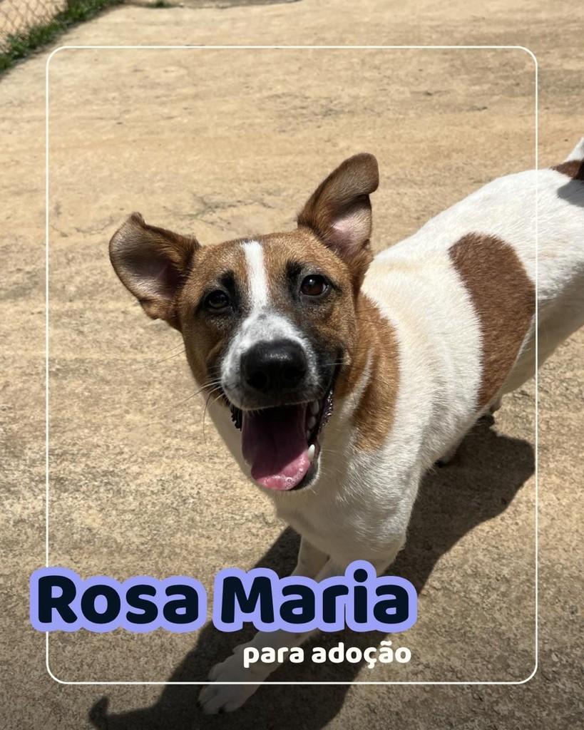 Rosa Maria, cachorro de porte médio para adoção em Curitiba - PR