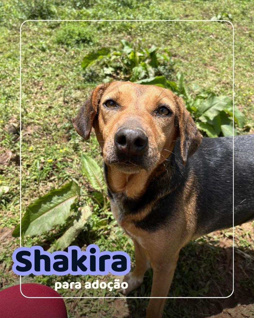 Shakira, cadela de porte médio para adoção em Curitiba - PR
