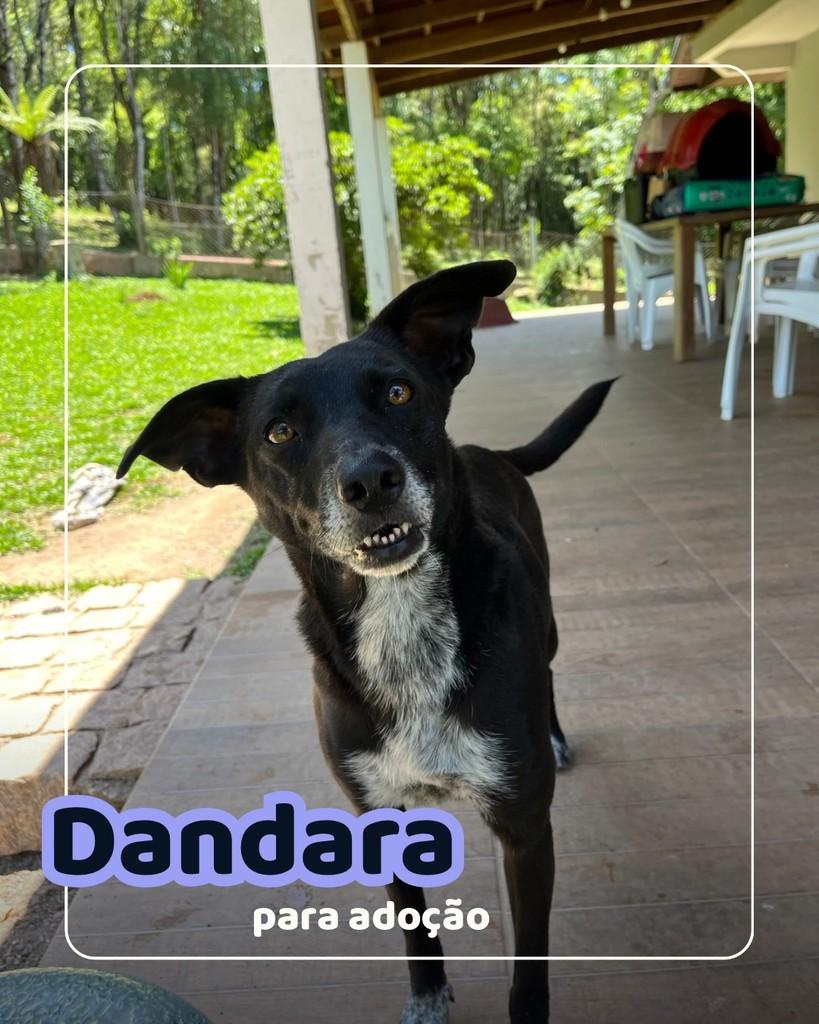 Dandara, cachorro de porte médio para adoção em Curitiba - PR