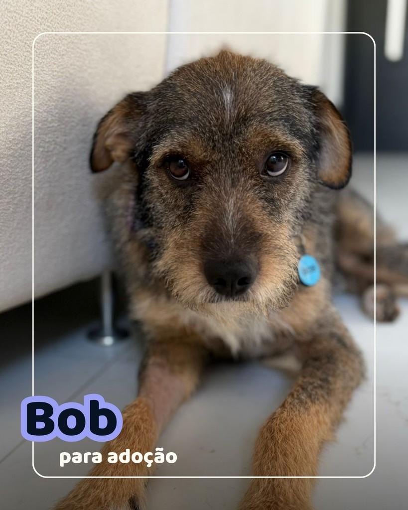 Bob, cachorro de porte médio para adoção em Curitiba - PR