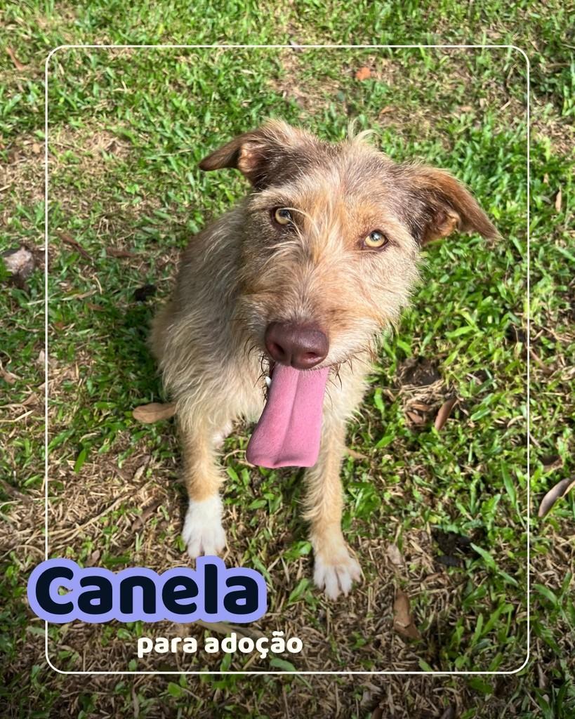 Canela, cadela de porte médio para adoção em Curitiba - PR