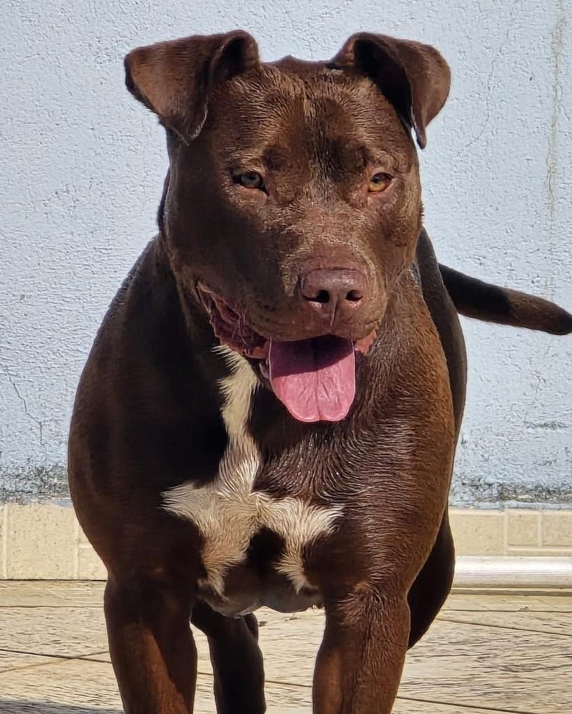 Bonnie, cadela de porte grande para adoção em Curitiba - PR