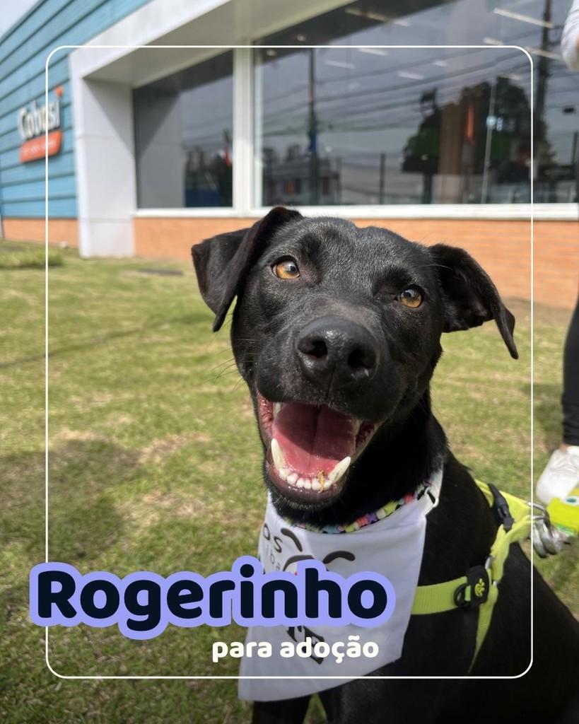 Rogerinho, cachorro de porte médio para adoção em Curitiba - PR
