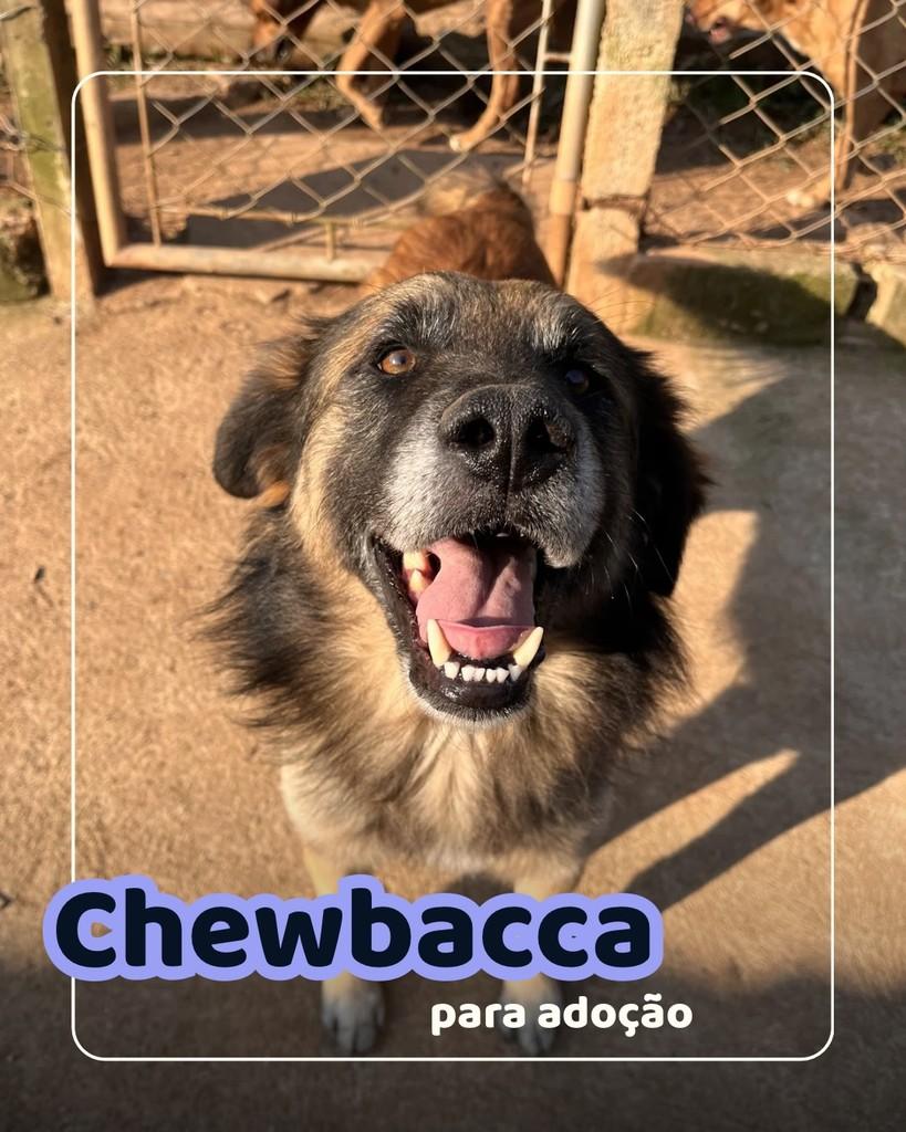 Chewbacca, cachorro de porte grande para adoção em Curitiba - PR