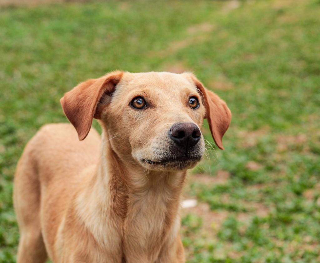 Teló, cachorro de porte médio para adoção em Curitiba - PR
