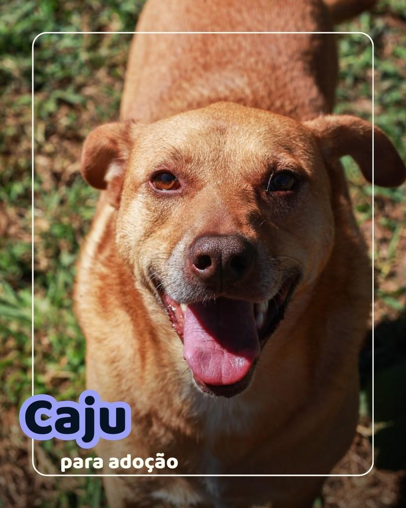Caju, cadela de porte médio para adoção em Curitiba - PR
