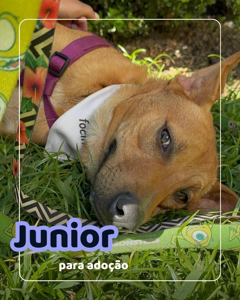 Júnior, cachorro de porte médio para adoção em Curitiba - PR