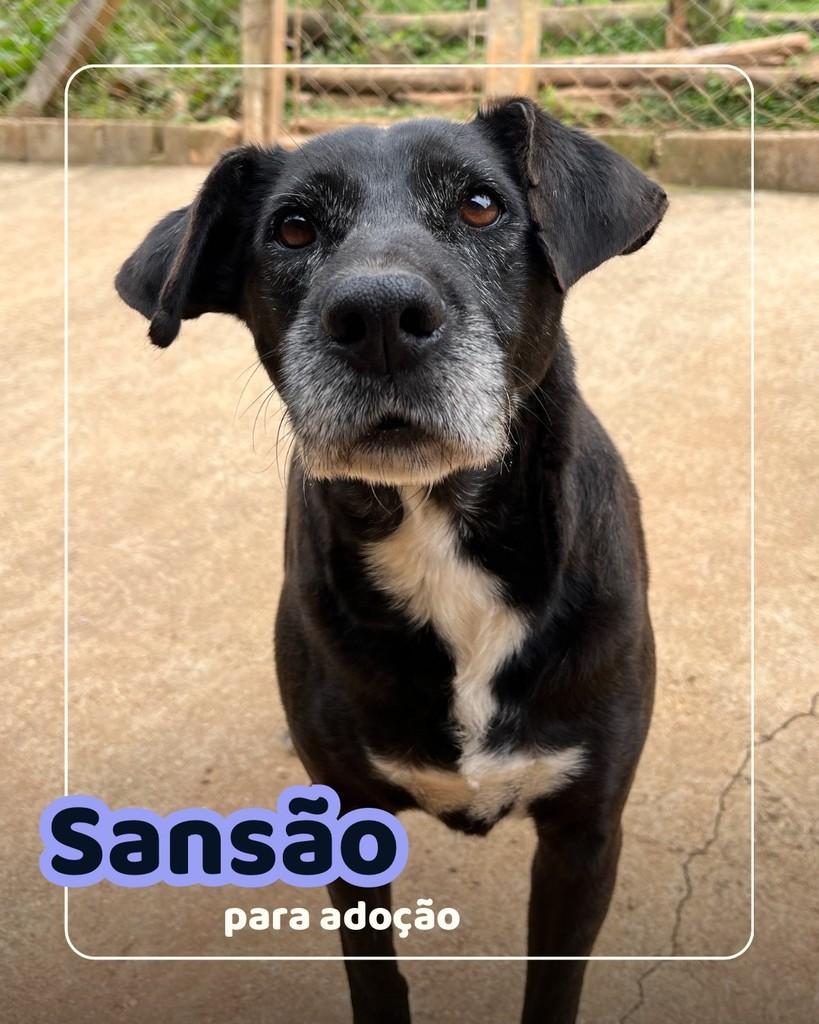 Sansão, cachorro de porte médio para adoção em Curitiba - PR