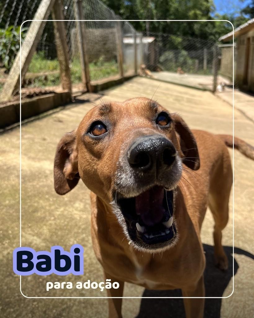 Babi, cachorro de porte médio para adoção em Curitiba - PR