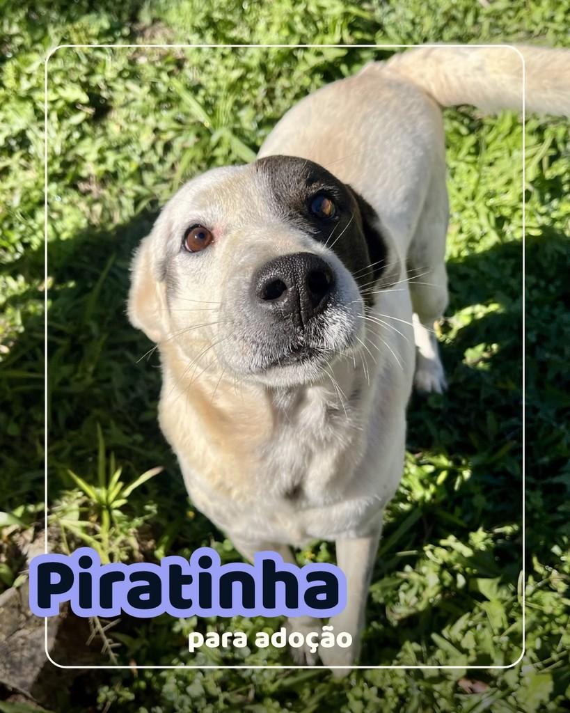 Piratinha, cachorro de porte médio para adoção em Curitiba - PR